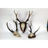 Taxidermy - Three pairs of Sika Stag antlers.