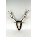 Taxidermy - A pair of 8 point Sika Stag antlers on quarter skull mounted on a mahogany shield.