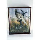 Taxidermy - A Victorian Pheasant mounted in a mahogany glazed three sided case,