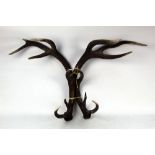 Taxidermy - A pair of thirteen point Red Stag antlers.