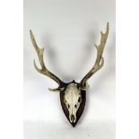 Taxidermy - A set of 9 point Sika Stag antlers, mounted on a mahogany shield. Shield length 30 cm.