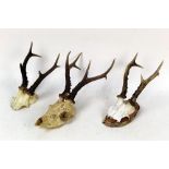 Taxidermy - Three pairs of 6 point Roe Buck antlers, mounted on half and quarter skulls.