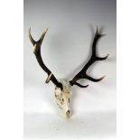 Taxidermy - A set of 10 point Red Stag antlers mounted on a skull.