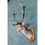 Taxidermy - A ten point Red Stag head, mounted on an oak shield.