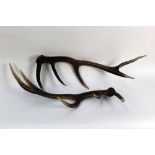 Taxidermy - A pair of five point Red Stag antlers.