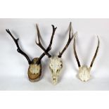 Taxidermy - A 7 point Sika Stag skull,