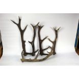 Taxidermy - Five Red Stag antlers, suitable for stick making.