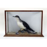 Taxidermy - a Manx Shearwater (Puffinus Puffinus), mounted sitting on a rock with muscle shells,