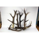 Taxidermy - Six Red Stag antlers, suitable for stick making.