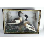 Taxidermy - W Hall Wooler, a pair of Shelducks in naturalistic setting,