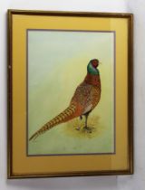 Mackie a watercolour depicting a cock pheasant, signed to the bottom left.