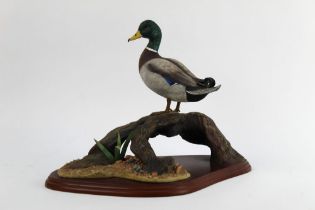 Border Fine Arts a mallard figure from the Waterfowl Of The World by Don Briddell model A0477.