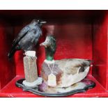 Taxidermy jackdaw and duck