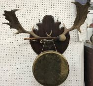 A wall mounted brass gong on shield shaped wooden plaque bearing pair of fallow deer antlers with