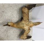 A taxidermy stuffed and mounted Gannet i