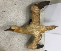 A taxidermy stuffed and mounted Gannet i