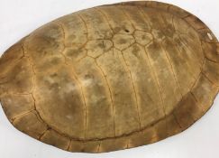 A late 19th / early 20th Century Amazonian River Turtle (Podocnemis Expansa) shell or carapace, 67.