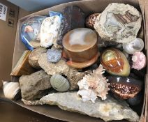 A box containing assorted fossils, stone samples, etc.