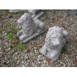 A pair of composite stone recumbent lion figures 32 cm high x 40 cm wide