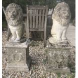 A pair of weathered composite stone lions raised on plinth bases 88 cm high