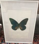 AFTER DAMIEN HIRST ''Butterfly in silver, turquoise and green'', screen print on paper, unsigned,