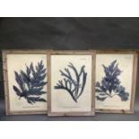 A set of three colour prints of seaweed each with botanical name, in washed pine frames, 73.5cm by