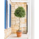 A specimen Laurus Nobilis with twisted stem and pom pom crown, 195cm high, 40 litre pot, (please