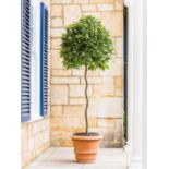 A specimen Laurus Nobilis with twisted stem and pom pom crown, 195cm high, 40 litre pot, (please