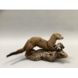 Taxidermy: Full mount adult Stoat with Bullfinch mounted on driftwood