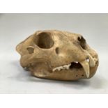 Taxidermy: Lion skull African Lion Skull (Panthera leo), circa early 20th century 29cm