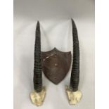 Antler/horns: A pair of gazelle horns on upper skull with shield detached