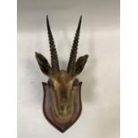 Gazelle head mount, looking straight ahead, mounted on mahogany shield 49cm high