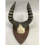 Antlers/horns: Hartebeast horns on upper skull mounted on shield, from the wall 29cm, 61cm high