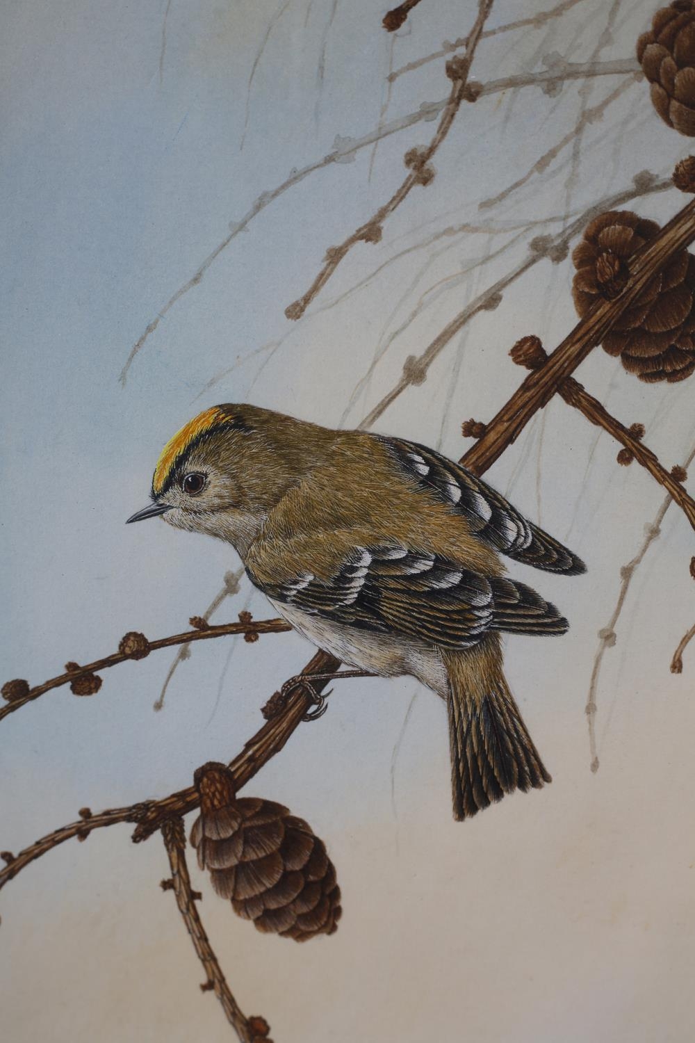 ARR DAVID SMITHURST (1942-2001), Eurasian Blue Tit perched on a branch of a woody nightshade, - Image 4 of 4