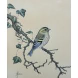 ANNE HOPKINSON 20TH CENTURY, Chaffinch, male and female, perched on the branches of a cherry tree,