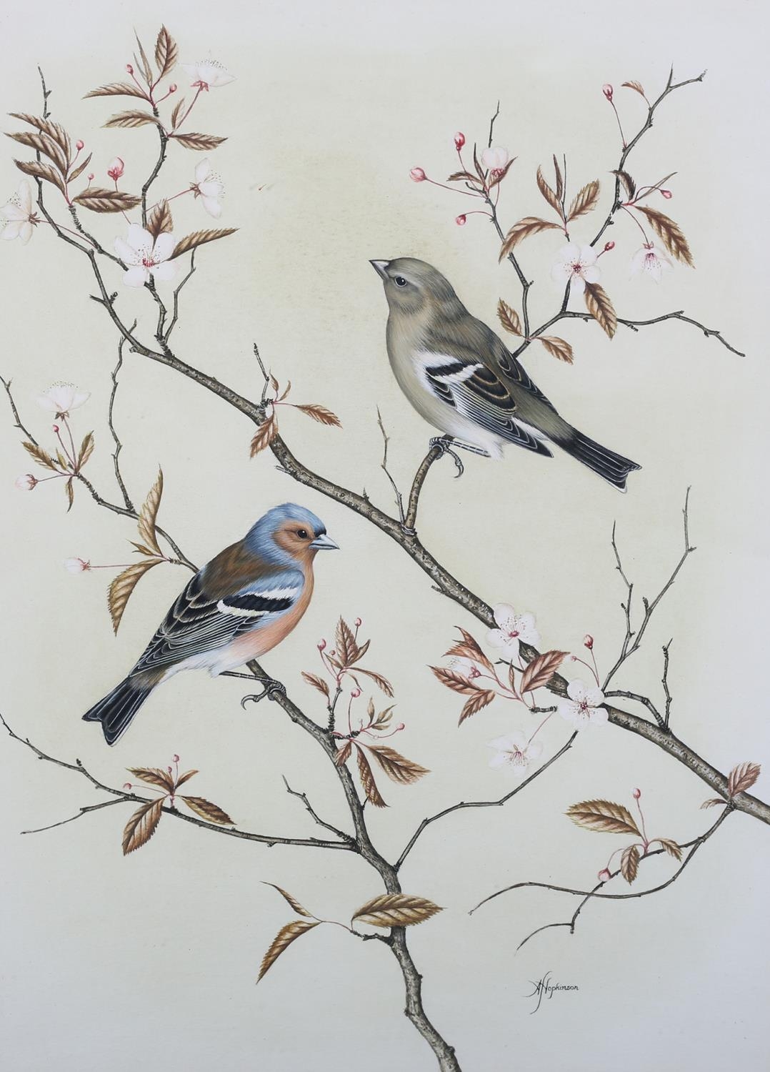 ANNE HOPKINSON 20TH CENTURY, Chaffinch, male and female, perched on the branches of a cherry tree, - Image 3 of 6