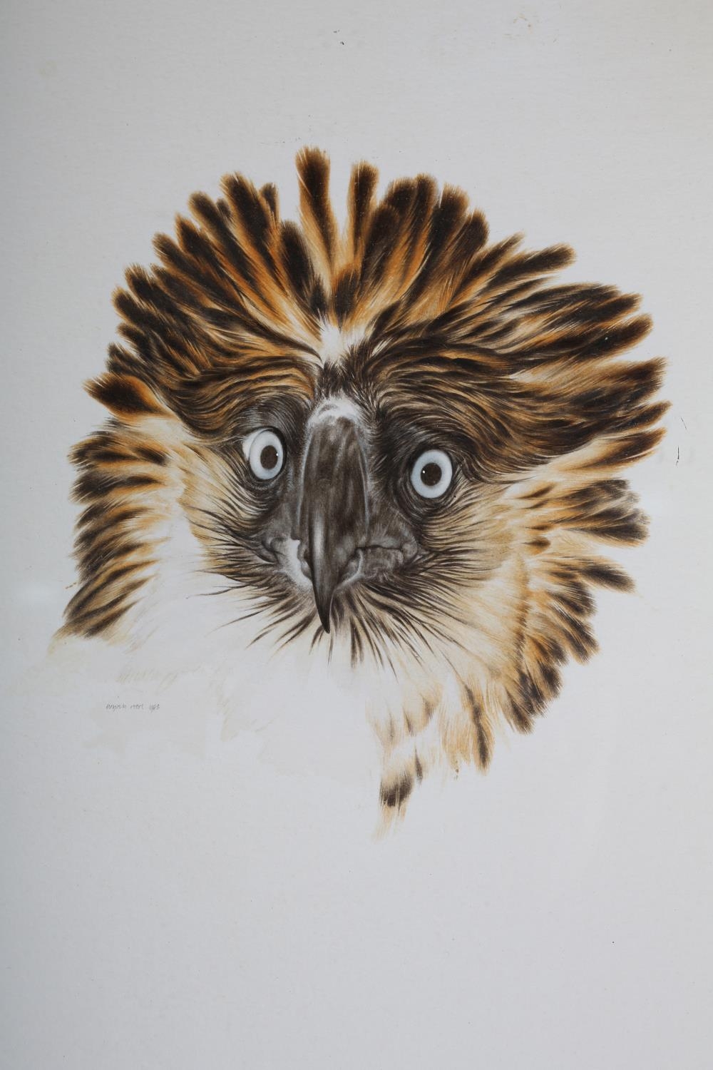 ARR BRYAN REED (b 1934), Ornate Hawk Eagle (spizaetus ornatus), watercolour, signed, 50cm x 33cm - Image 2 of 3