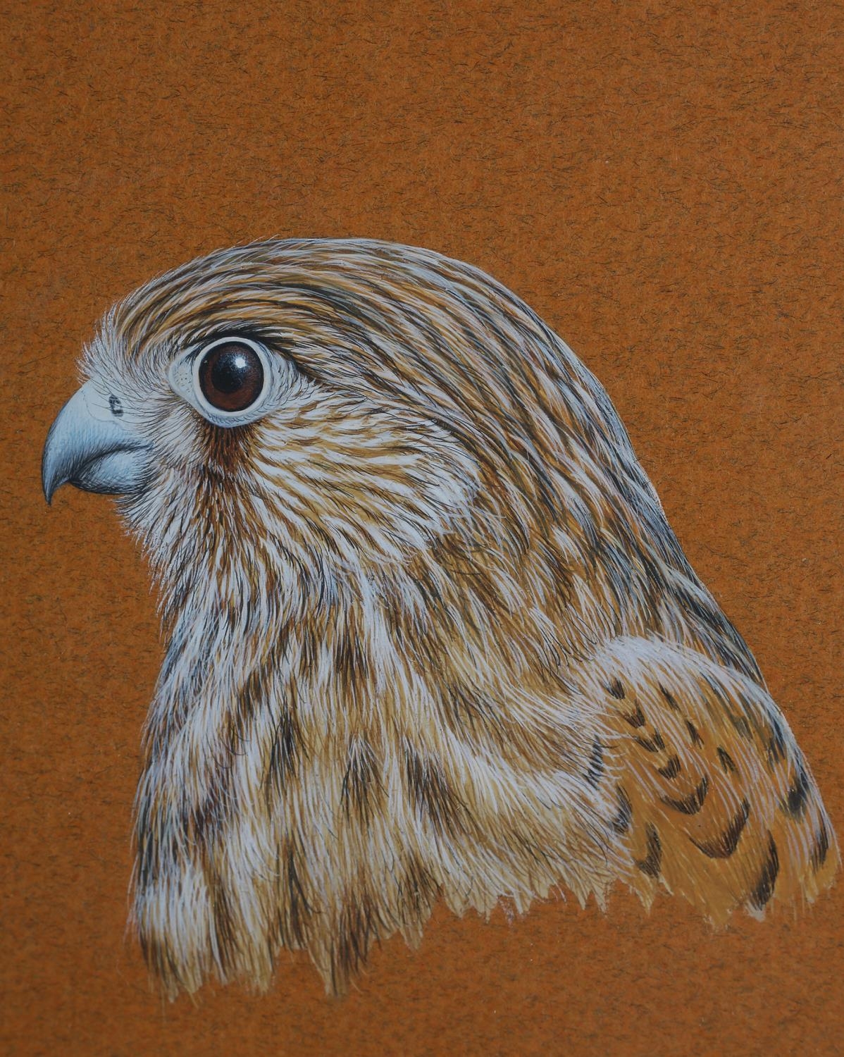 ARR W GEOFF ROLLINSON (b.1946), Kestrel and Barn Owl, a pair, watercolour and gouache, signed and - Image 2 of 3