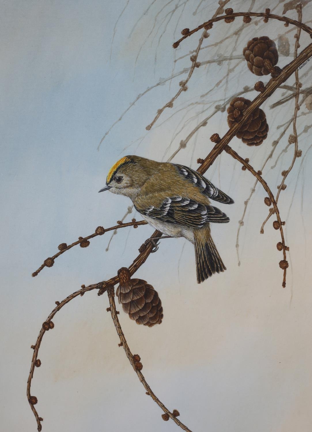 ARR DAVID SMITHURST (1942-2001), Eurasian Blue Tit perched on a branch of a woody nightshade,