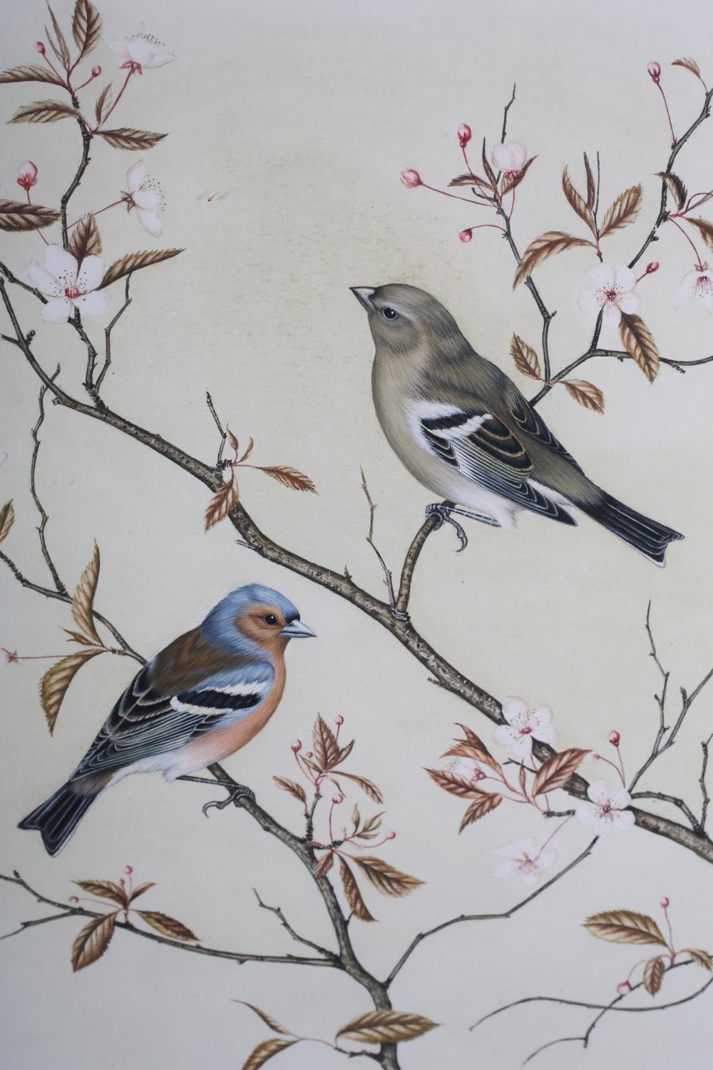 ANNE HOPKINSON 20TH CENTURY, Chaffinch, male and female, perched on the branches of a cherry tree, - Image 6 of 6