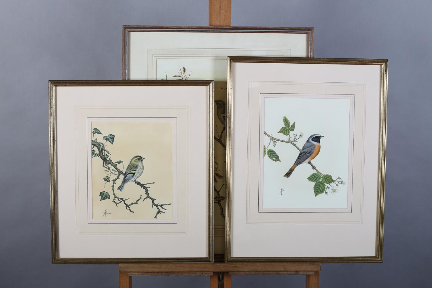 ANNE HOPKINSON 20TH CENTURY, Chaffinch, male and female, perched on the branches of a cherry tree, - Image 4 of 6