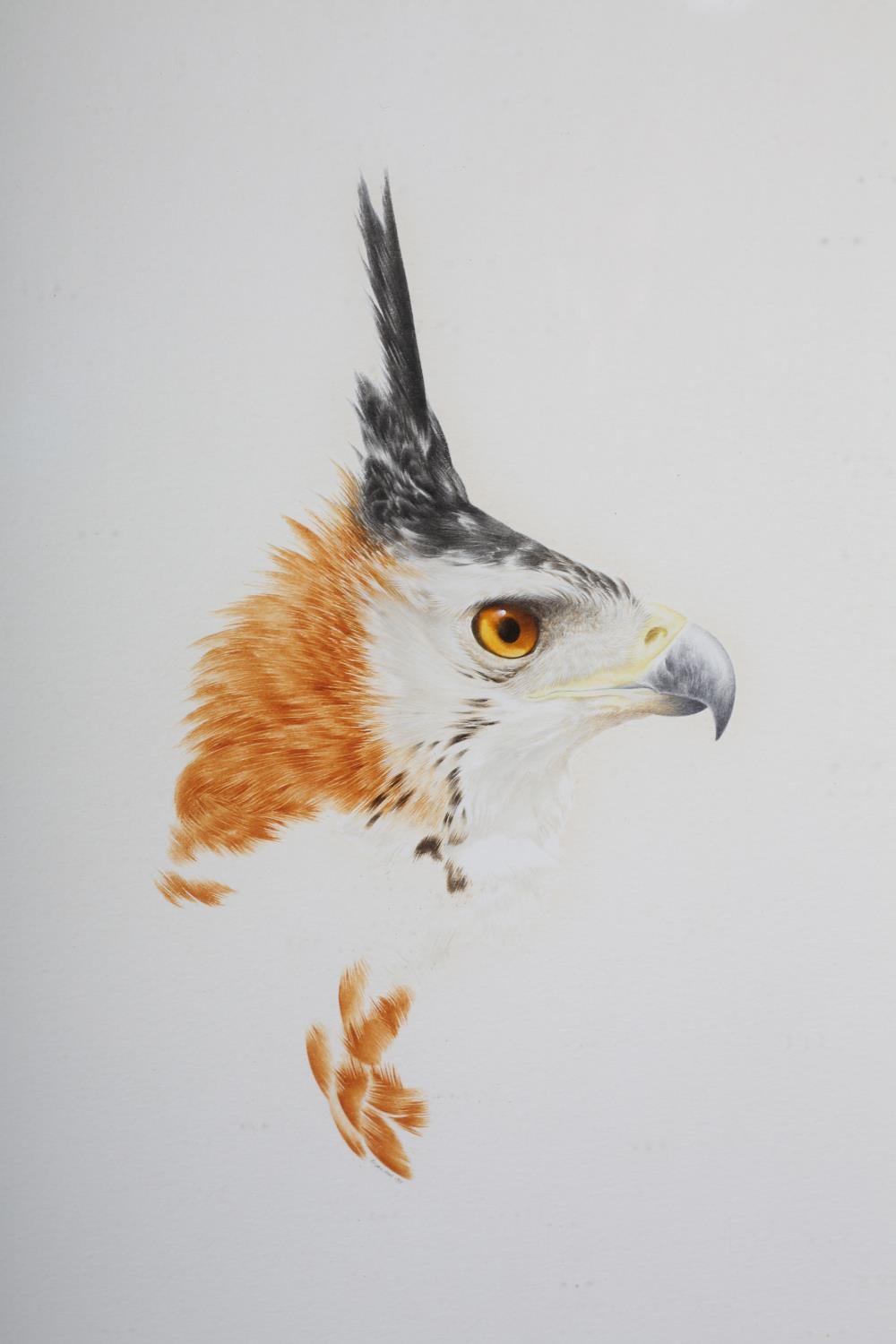 ARR BRYAN REED (b 1934), Ornate Hawk Eagle (spizaetus ornatus), watercolour, signed, 50cm x 33cm