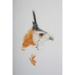 ARR BRYAN REED (b 1934), Ornate Hawk Eagle (spizaetus ornatus), watercolour, signed, 50cm x 33cm