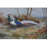 ARR PHILIP RICKMAN (1891-1982), Lady Amherst's Pheasant in undergrowth, watercolour and gouache,