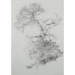 ARR Freddie Theys Belgian (b 1937), Sweet Chestnut, etching, signed, titled and no. 5/70, in