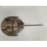 A specimen horse shoe crab, freestanding mount 60cm long