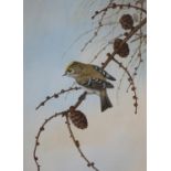 ARR David Smithurst (1942-2001), Eurasian Blue Tit perched on a branch of a woody nightshade,