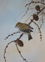 ARR David Smithurst (1942-2001), Eurasian Blue Tit perched on a branch of a woody nightshade,