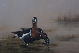 ARR John Naylor (b 1960), Red-breasted geese feeding in wetlands, pastel, signed and dated (19)92 to