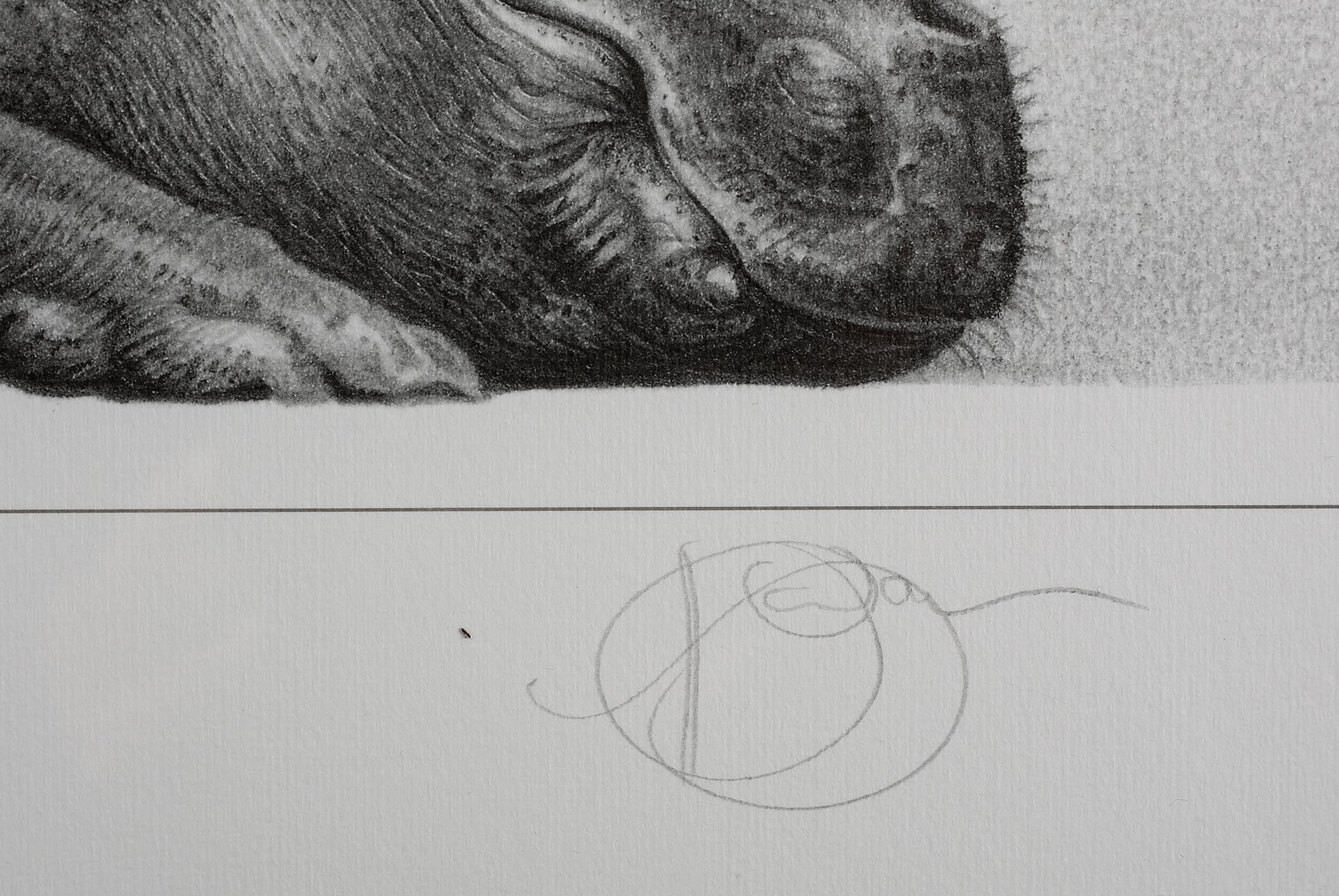 ARR By and After Gary Hodges (b.1954), Tropical Slumber, study of a hippo, lithograph no 579/850, - Image 5 of 5
